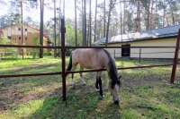 recreation center Bivak - Equestrian arena